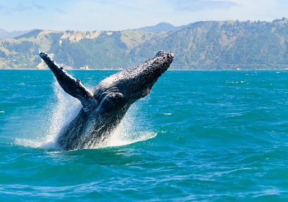 2018humpback whale kaikoura 86572033