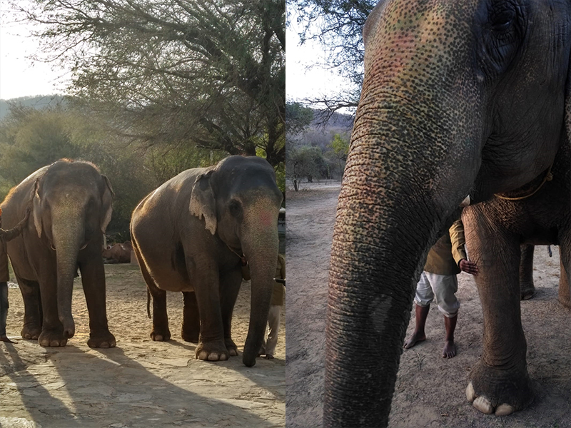 Dera Amer Elephant Safari | Incredible India Group Tour