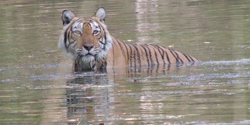 Tiger in Ranthambore National Park | Incredible India Group Tour