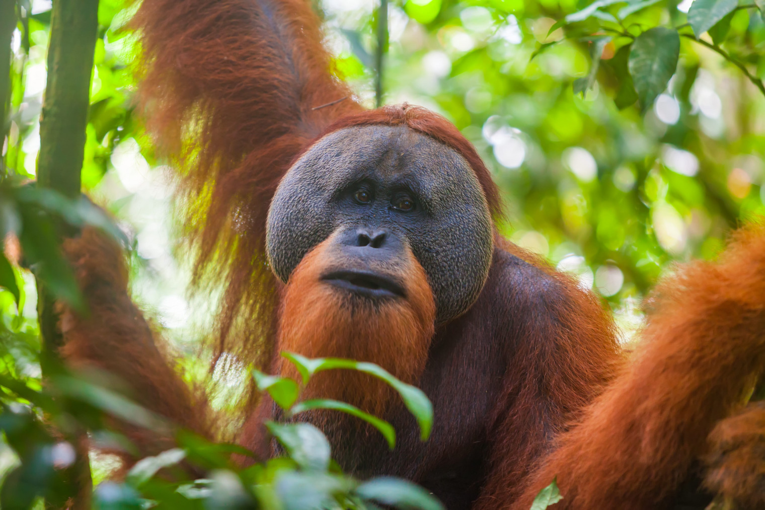 Sights &amp; Sounds of the Borneo Jungle with Norad Travel